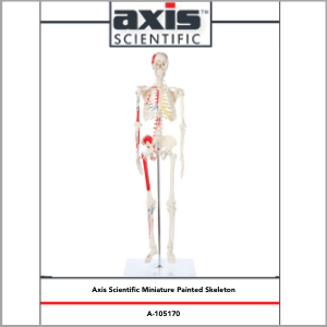 Axis Scientific Miniature Muscle Painted and Numbered Human Skeleton Anatomy Model Study Guide Booklet and Manual