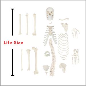 Axis Scientific Disarticulated Half Human Skeleton Anatomy Model is life-size.