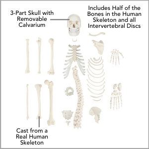 Axis Scientific Disarticulated Half Human Skeleton Anatomy Model Main Features.