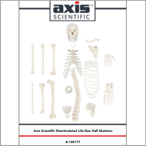 Axis Scientific Disarticulated Half Human Skeleton Anatomy Model Study Guide Booklet and Manual.