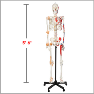 Axis Scientific Painted and Numebered Flexible Life-Size Human Skeleton Anatomy Model Dimensions 66 x 17 x 11 inches.