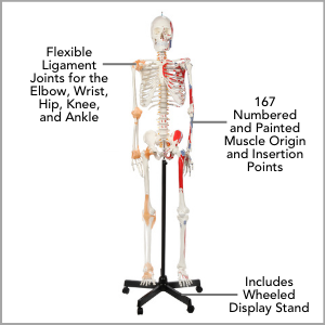 Axis Scientific Painted and Numbered Flexible Life-Size Human Skeleton Anatomy Model Main Features.