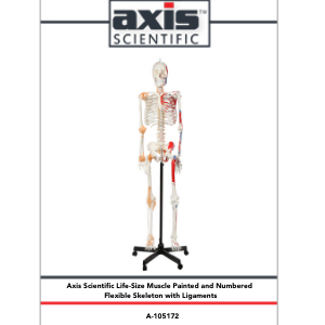 Axis Scientific Painted and Numbered Flexible Life-Size Human Skeleton Anatomy Model Study Guide Booklet and Manual.