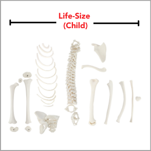 Axis Scientific Disarticulated Half Child Skeleton Anatomy Model is child-size (5-year-old).