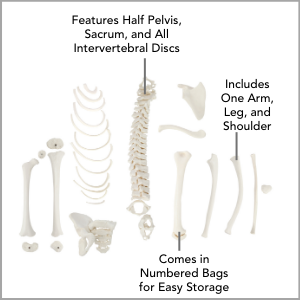 Axis Scientific Disarticulated Half Child Skeleton Anatomy Model Main Features.