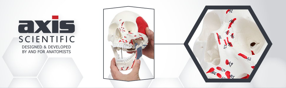 Axis Scientific Life-Size Painted and Numbered 3-Part Human Skull Anatomy Model