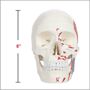 is Scientific Life-Size Painted and Numbered 3-Part Human Skull Anatomy Model Dimensions 7 x 8 x 3 inches