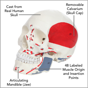 Axis Scientific Life-Size Painted and Numbered 3-Part Human Skull Anatomy Model Main Features