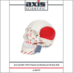 Axis Scientific Life-Size Painted and Numbered 3-Part Human Skull Anatomy Model Study Guide Booklet and Manual