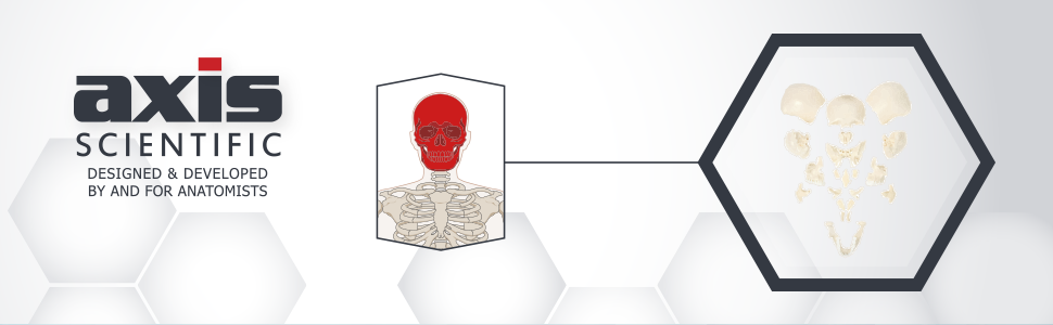 Axis Scientific Life-Size 22-Part Disarticulated Human Skull Anatomy Model