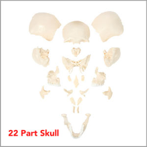 Axis Scientific Life-Size 22-Part Disarticulated Human Skull Model  Dimensions 15 x 10 x 15 inches