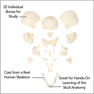 Axis Scientific Life-Size 22-Part Disarticulated Human Skull Model Main Featuress