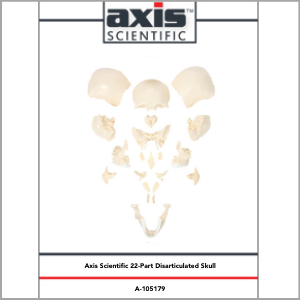 Axis Scientific Life-Size 22-Part Disarticulated Human Skull Model Study Guide Booklet and Manual