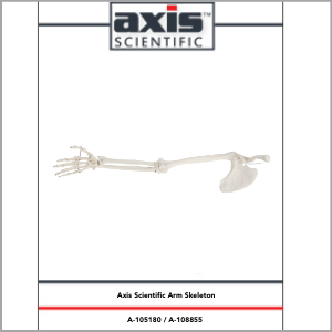 Axis Scientific Life-Size Human Arm Skeleton with Clavicle, Scapula, and Articulated Hand Anatomy Model Study Guide Booklet and Manual.