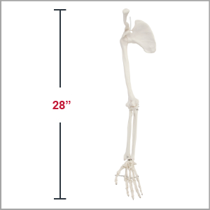 Axis Scientific Life-Size Human Arm Skeleton with Clavicle, Scapula, and Articulated Hand Anatomy Model Dimensions 4 x 33 x 3 inches.