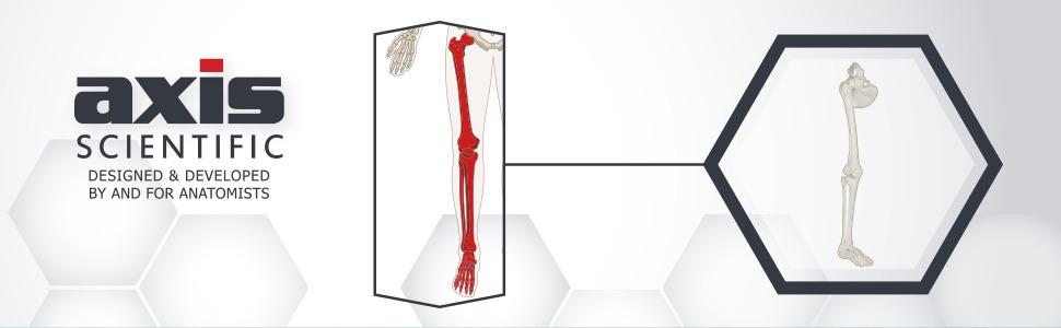 Axis Scientific Life-Size Human Leg Skeleton with Hip Joint and Articulated Foot Anatomy Model