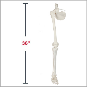 Axis Scientific Life-Size Human Leg Skeleton with Hip Joint and Articulated Foot Anatomy Model Dimensions 4 x 36 x 4 inches