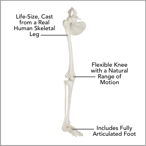 Axis Scientific Life-Size Human Leg Skeleton with Hip Joint and Articulated Foot Anatomy Model Main Features