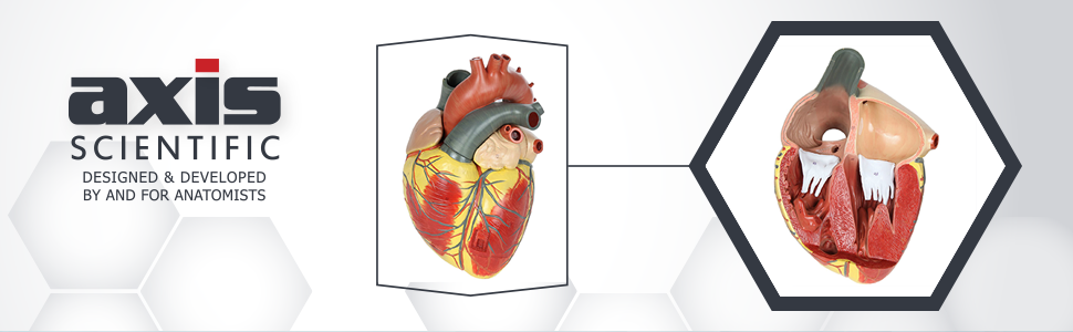 Axis Scientific 3x Life-Size 3-Part Human Heart Anatomy Model