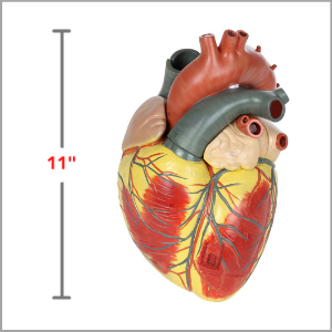 Axis Scientific 3x Life-Size 3-Part Human heart Anatomy Model Dimensions 8 x 11 x 10 inches.