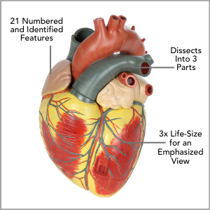 Axis Scientific 3x Life-Size 3-Part Human heart Anatomy Model Main Features.