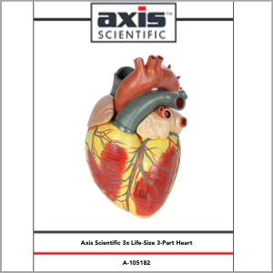 Axis Scientific 3x Life-Size 3-Part Human heart Anatomy Model Study Guide Booklet and Manual.