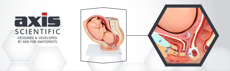 Axis Scientific Pregnancy Pelvis with Mature Fetus Anatomy Model & Study Guide Booklet Header with Logo