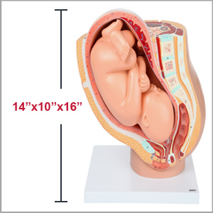 Axis Scientific Pregnancy Pelvis with Mature Fetus Numbered Anatomy Model Dimensions - 15 x 10 x 15 inches