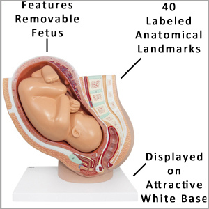 Axis Scientific Pregnancy Pelvis with Mature Fetus Numbered Anatomy Model Main Features