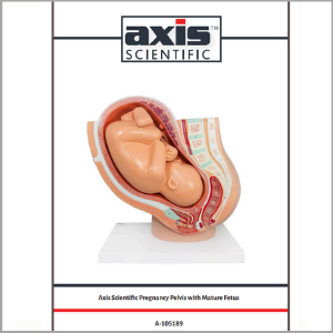 Axis Scientific Pregnancy Pelvis with Mature Fetus Numbered Anatomy Model Study Guide Booklet and Manual