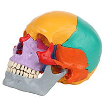 a-105212-rudiger-anatomie-18-part-didactic-human-skull-model.jpg