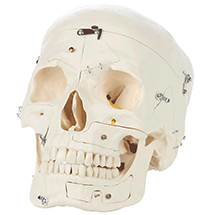 a-105218-rudiger-anatomie-14-part-deluxe-demonstration-skull-model.jpg
