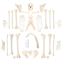 a-105307-rudiger-anatomie-disarticulated-human-skeleton-model.jpg