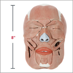 Axis Scientific Life-Size Human Skull with Removable Muscles Anatomy Model Dimensions 7 x 8 x 5 inches