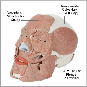 Axis Scientific Life-Size Human Skull with Removable Muscles Anatomy Model Main Features