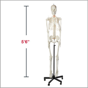 Axis Scientific Flexible Life-Size Human Skeleton Anatomy Model Dimensions 66 x 17 x 11 inches.