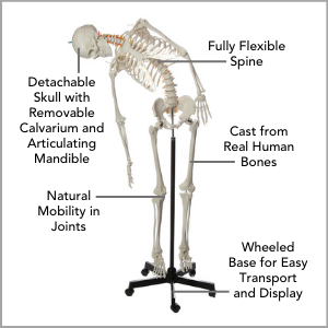 Axis Scientific Flexible Life-Size Human Skeleton Anatomy Model Main Features.