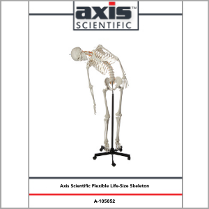 Axis Scientific Flexible Life-Size Human Skeleton Anatomy Model Study Guide Booklet and Manual.