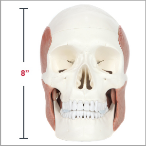 Axis Scientific Life-Size Human Skull with Masticatory Muscles Anatomy Model Dimensions 8 x 8 x 6 inches