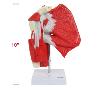 Axis Scientific Numbered Human Shoulder Joint with Muscles Anatomy Model Dimensions 10 x 5 x 5 inches.