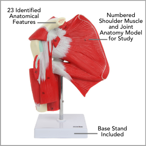 Axis Scientific Numbered Human Shoulder Joint with Muscles Anatomy Model Main Features.