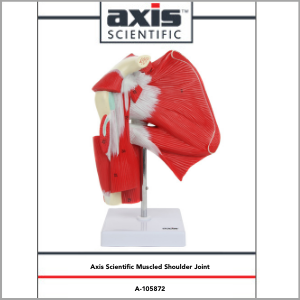 Axis Scientific Numbered Human Shoulder Joint with Muscles Anatomy Model Study Guide Booklet and Manual.