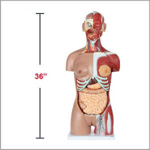 Axis Scientific Life-Size Dual-Sex 28-Part Muscled Human Torso Anatomy Model Dimensions 36 x 9 x 18 inches.