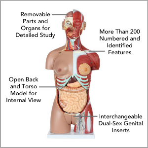 Axis Scientific Life-Size Dual-Sex 28-Part Muscled Human Torso Anatomy Model Main Features.