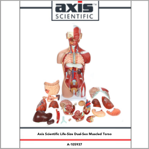 Axis Scientific Life-Size Dual-Sex 28-Part Muscled Human Torso Anatomy Model Study Guide Booklet and Manual.