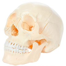 a-105940-axis-scientific-22-part-osteopathic-natural-bone-human-skull-model.jpg