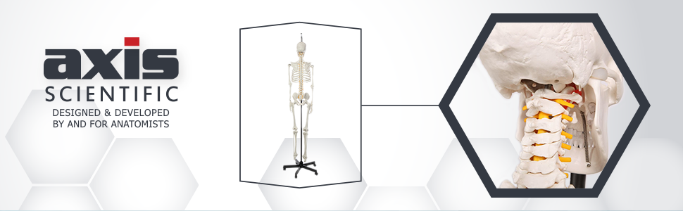 Axis Scientific Classic Life-Size Human Skeleton Anatomy Model with Study Booklet, Numbering Guide, and Hanging Stand