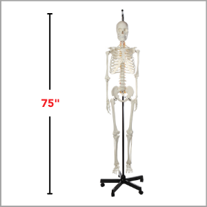 Axis Scientific Classic Life-Size Human Skeleton Anatomy Model Dimensions 75 x 18 x 18 inches