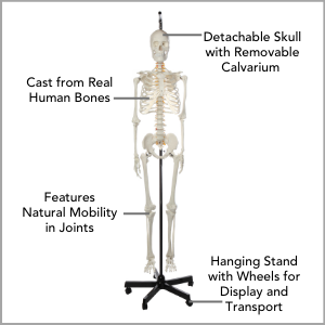 Axis Scientific Classic Life-Size Human Skeleton Anatomy Model Main Features