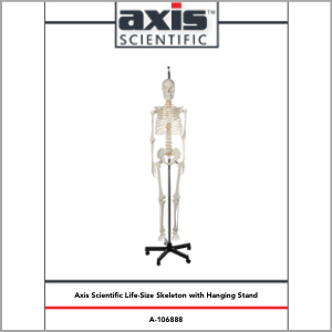 Axis Scientific Classic Life-Size Human Skeleton Anatomy Model Study Guide Booklet and Manual